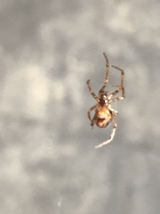 Zygiellinae