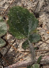 Arctotis angustifolia