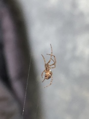 Zygiellinae