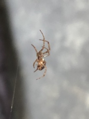 Zygiellinae