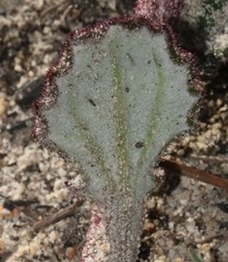 Arctotis angustifolia