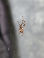 Zygiellinae