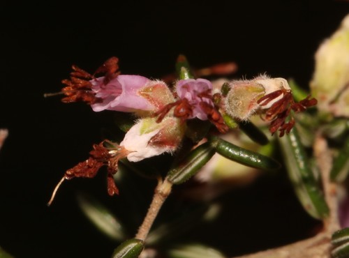 Image of Erica karwyderi by (c) Brian du Preez, some rights reserved (CC BY-SA)