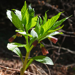 Scopolia carniolica