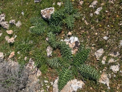 Cynara cornigera