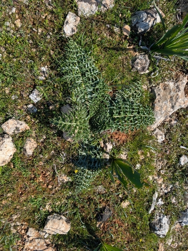 Cynara cornigera, photograph 1