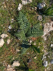Cynara cornigera, photograph (c) Marios Thoma, some rights reserved (CC BY)