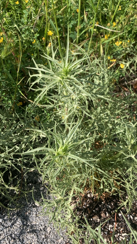 Italian Eryngo