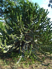 Euphorbia cooperi