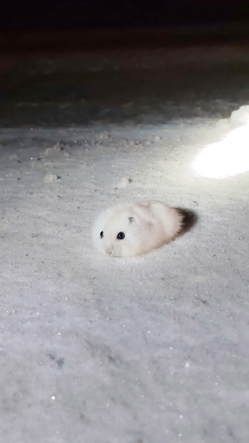 Phodopus sungorus