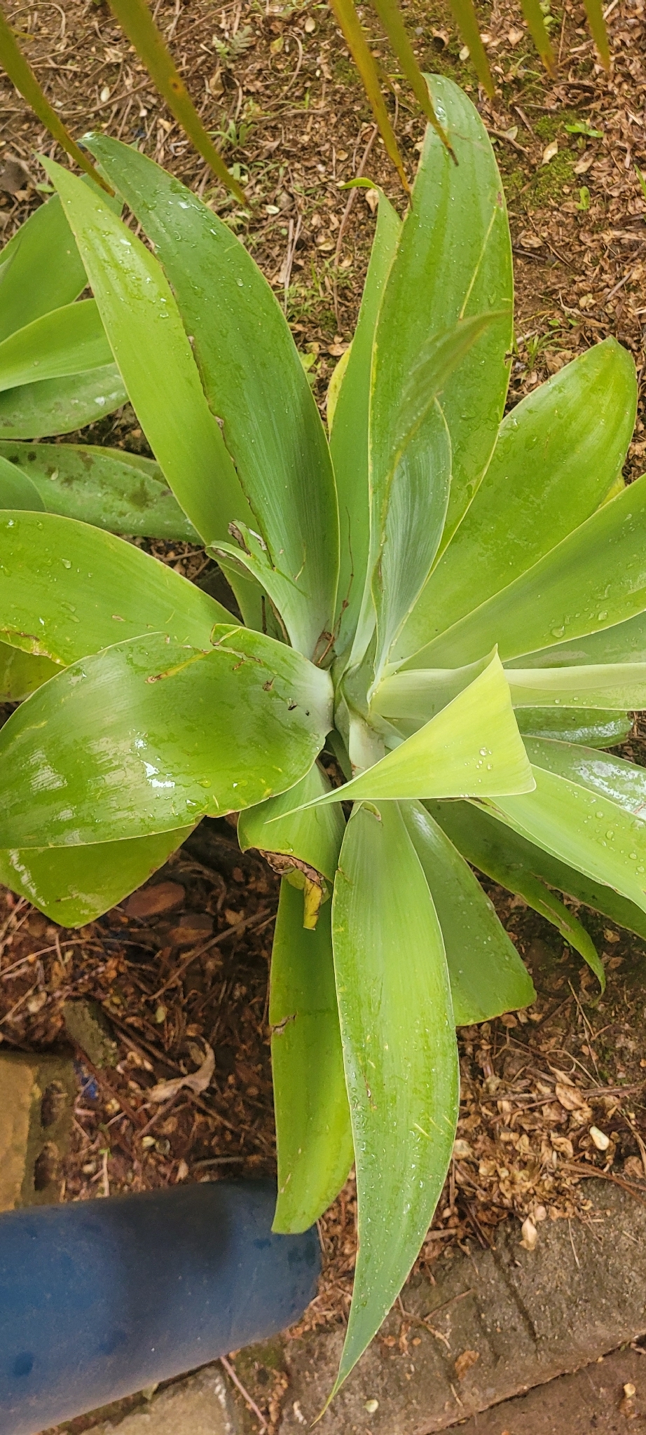 Agave attenuata