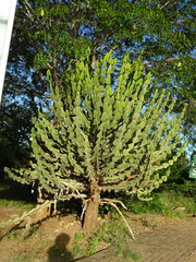 Euphorbia cooperi