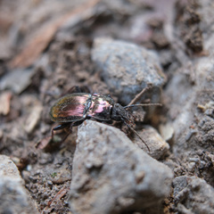 Pterostichus burmeisteri