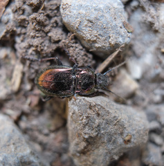 Pterostichus burmeisteri
