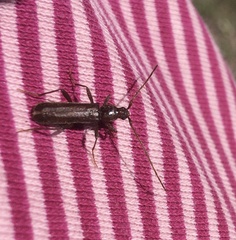 Haplidus