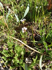 Plectritis macrocera