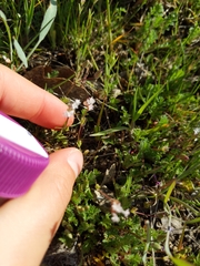 Plectritis macrocera