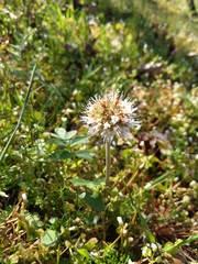 Hydrophyllum capitatum thompsonii