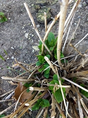 Hydrangea macrophylla