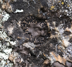 Umbilicaria phaea