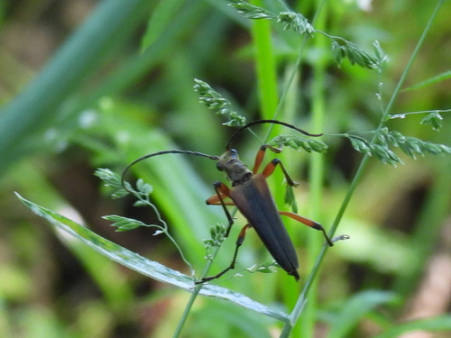 variable longhorn beetle