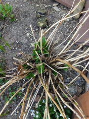 Hydrangea macrophylla