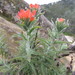 Woolly Indian Paintbrush - Photo (c) Jesus, some rights reserved (CC BY-NC), uploaded by Jesus