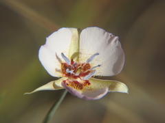 Calochortus palmeri
