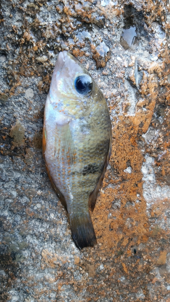 Yellow firemouth (Thorichthys callolepis) — Cichlidae