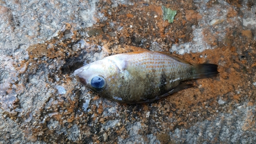 Yellow firemouth (Thorichthys callolepis) — Cichlidae