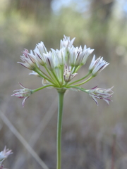 Allium lacunosum