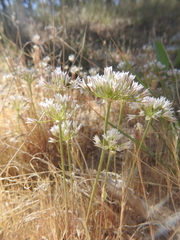 Allium lacunosum