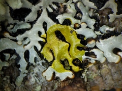 Hypogymnia incurvoides