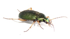 Chlaenius sericeus