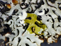 Hypogymnia incurvoides