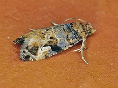 Paralobesia