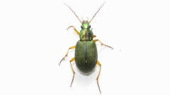 Chlaenius sericeus