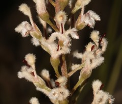 Spatalla racemosa
