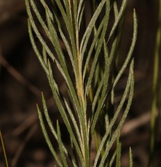 Spatalla racemosa
