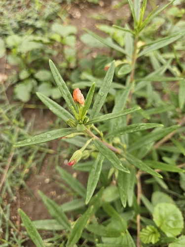 Phemeranthus aurantiacus