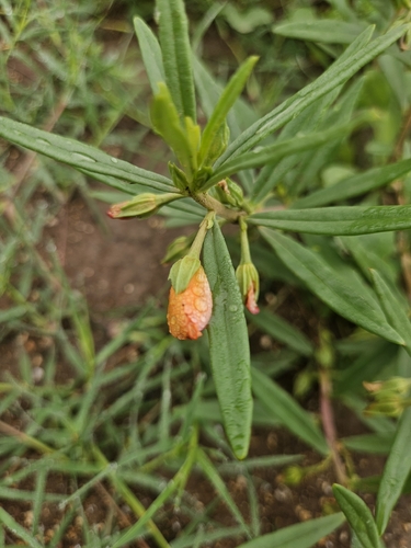 Phemeranthus aurantiacus