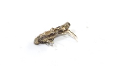 Mompha stellella