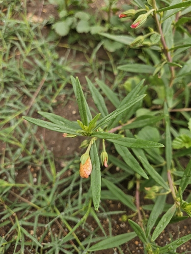 Phemeranthus aurantiacus