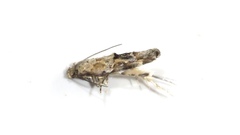 Mompha stellella