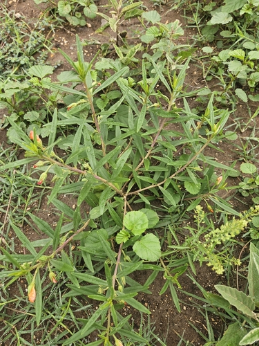 Phemeranthus aurantiacus