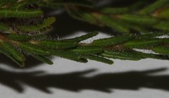 Erica barbigeroides