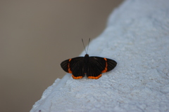 Riodina lycisca lycisca