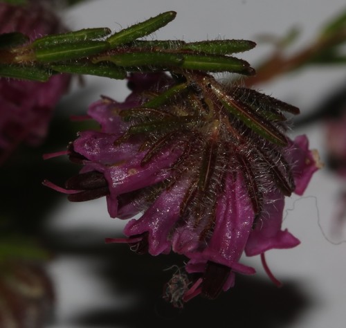 Image of Erica barbigeroides by (c) Brian du Preez, some rights reserved (CC BY-SA)