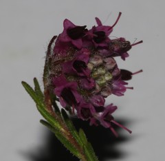 Erica barbigeroides