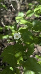Crataegus flabellata, photograph author not stated, no rights reserved